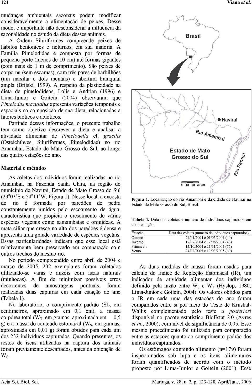 A Família Pimelodidae é composta por formas de pequeno porte (menos de 1 cm) até formas gigantes (com mais de 1 m de comprimento).