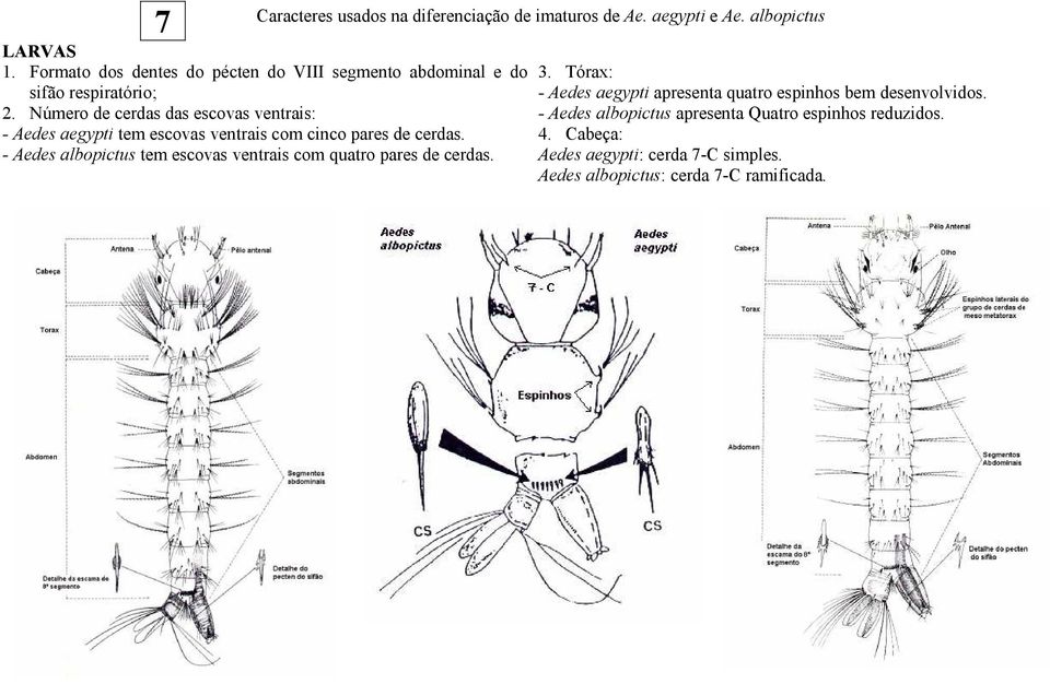 Número de cerdas das escovas ventrais: - Aedes aegypti tem escovas ventrais com cinco pares de cerdas.