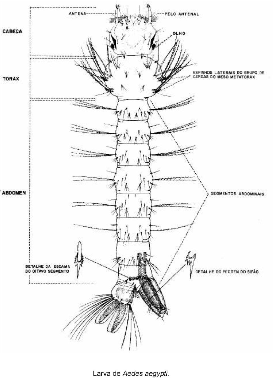 aegypti.