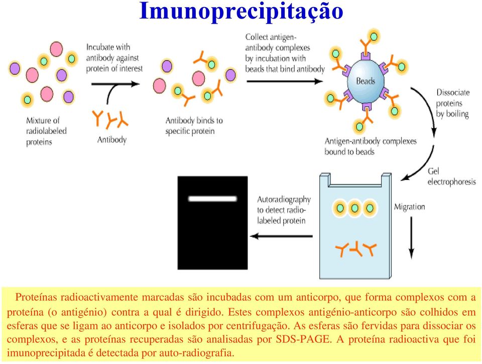 Estes complexos antigénio-anticorpo são colhidos em esferas que se ligam ao anticorpo e isolados por centrifugação.