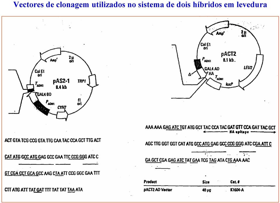 utilizados no