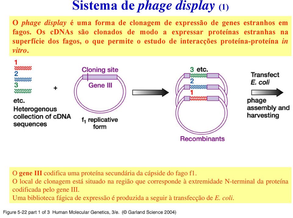 proteína-proteína in vitro. O gene III codifica uma proteína secundária da cápside do fago f1.