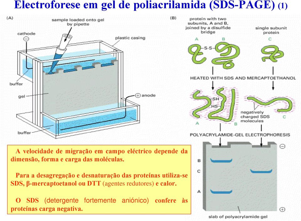 Para a desagregação e desnaturação das proteínas utiliza-se SDS, β-mercaptoetanol ou