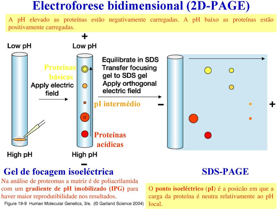 Proteínas básicas pi intermédio Proteínas acídicas Gel de focagem isoeléctrica Na análise de proteomas a matriz é de