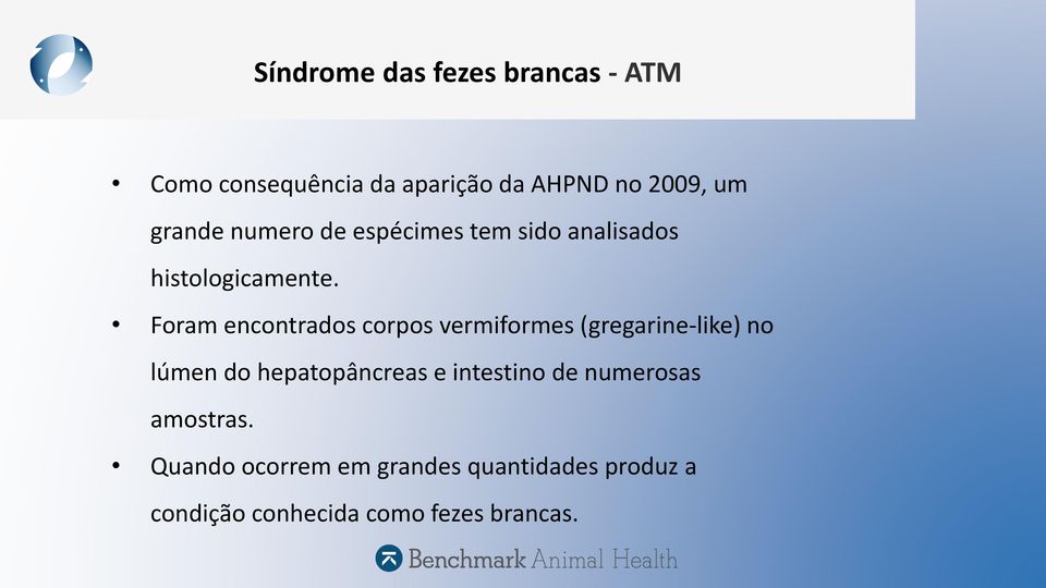 Foram encontrados corpos vermiformes (gregarine-like) no lúmen do hepatopâncreas e