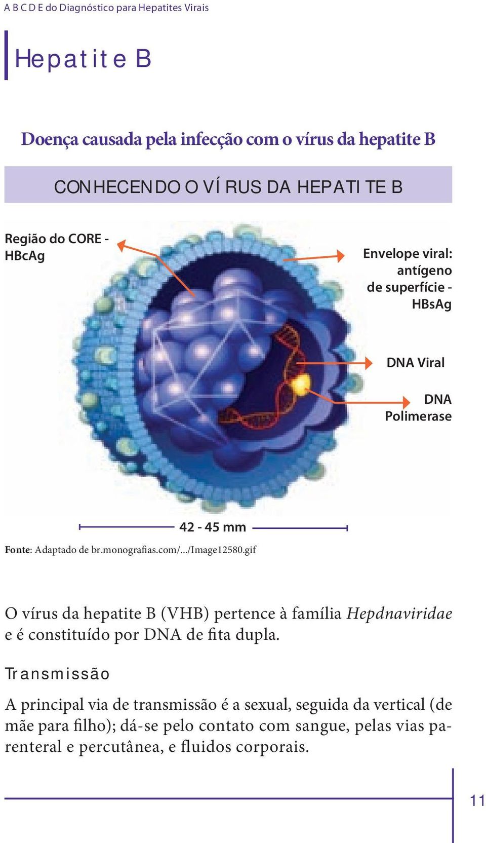 ../image12580.gif O vírus da hepatite B (VHB) pertence à família Hepdnaviridae e é constituído por DNA de fita dupla.