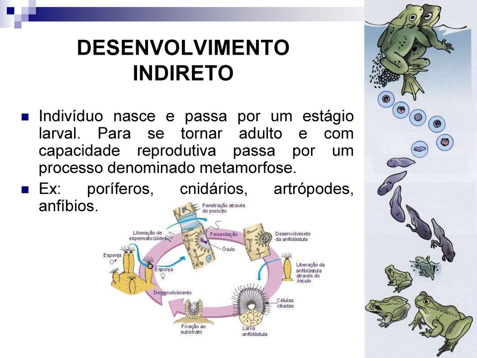 Para se tornar adulto e com capacidade reprodutiva