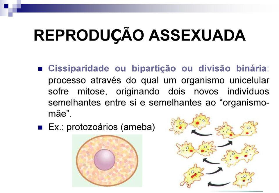 sofre mitose, originando dois novos indivíduos semelhantes