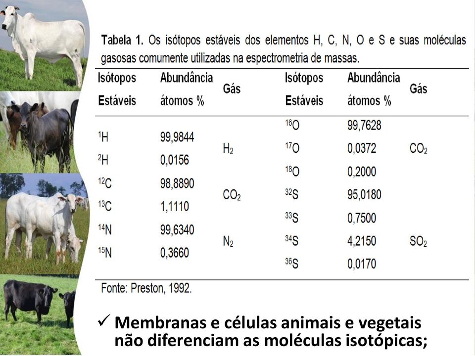 células animais e vegetais