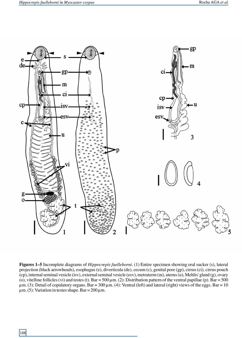 internal seminal vesicle (isv), external seminal vesicle (esv), metraterm (m), uterus (u), Mehlis' gland (g), ovary (o), vitelline follicles (vi) and testes (t). Bar = 500 µm.