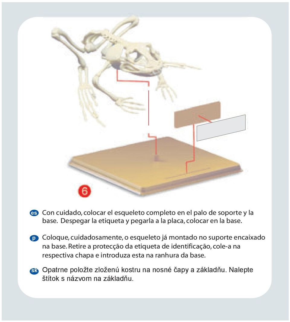 Coloque, cuidadosamente, o queleto já montado no suorte encaixado na base.