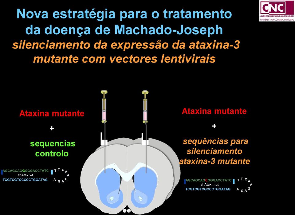 mutante + sequências para silenciamento ataxina-3 mutante AGCAGCAGGGGGACCTATC shatax wt