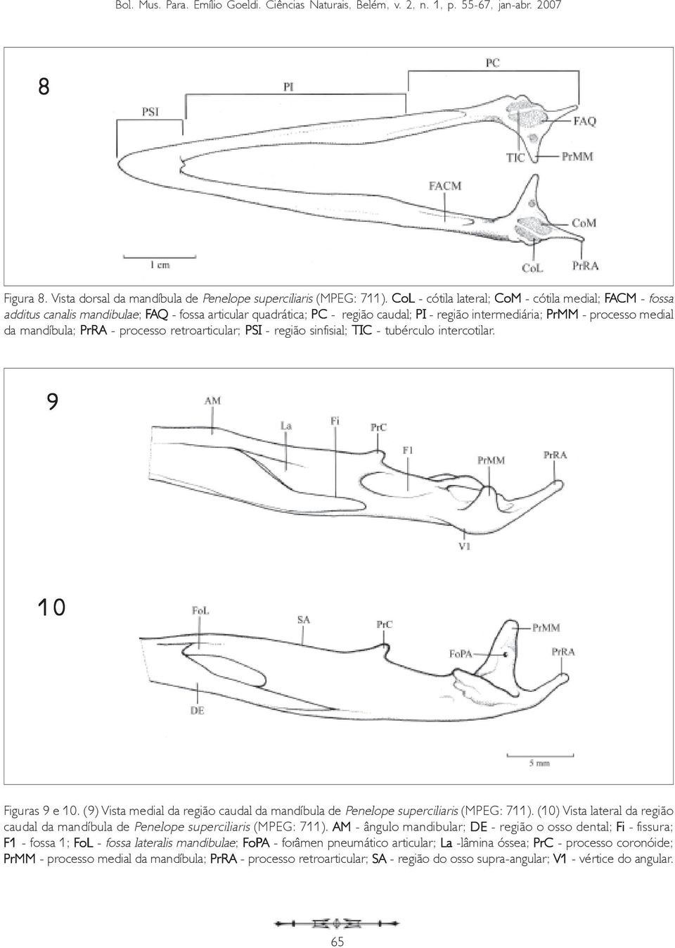 mandíbula; PrRA - processo retroarticular; PSI - região sinfisial; TIC - tubérculo intercotilar. 9 10 Figuras 9 e 10.