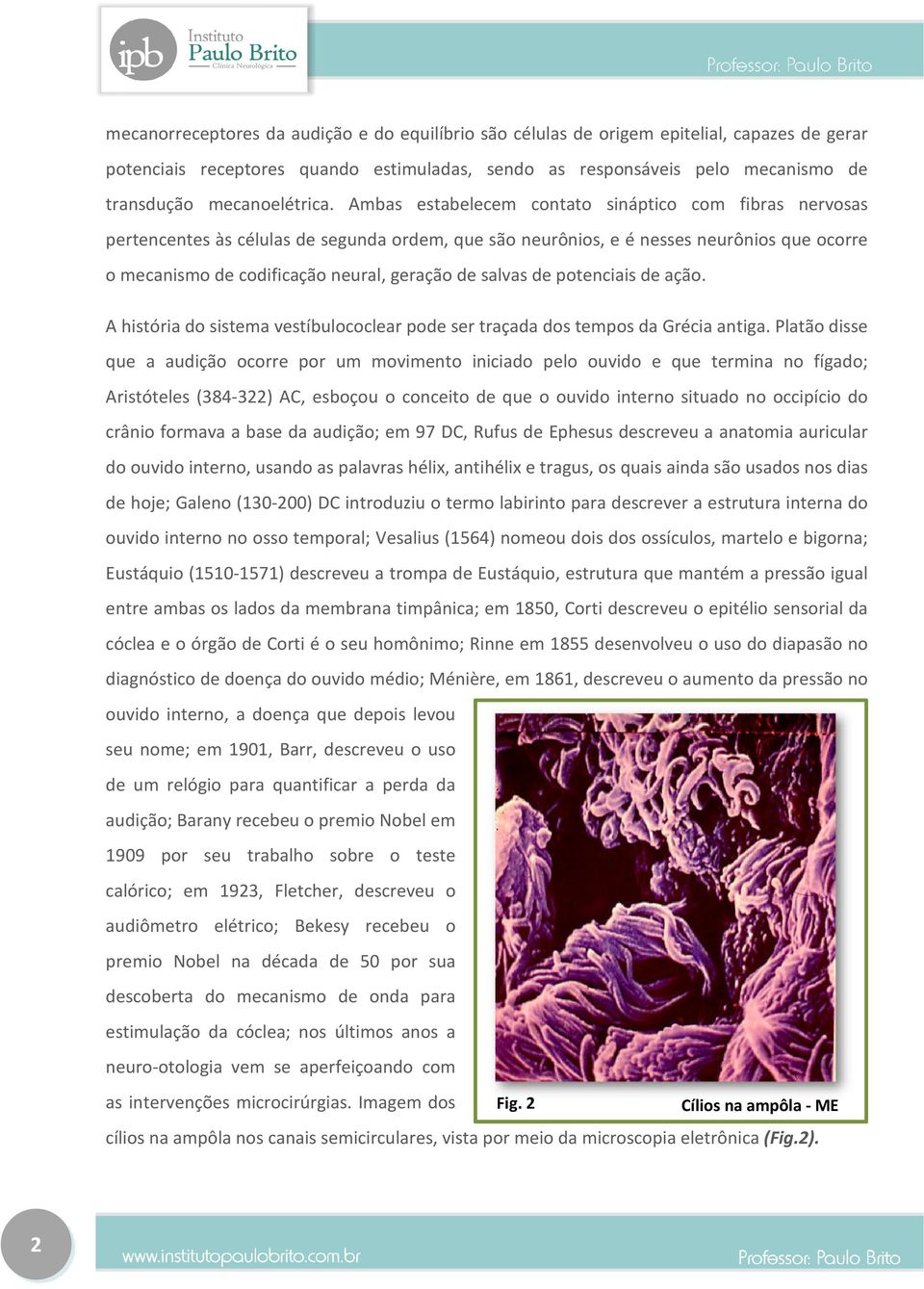 Ambas estabelecem contato sináptico com fibras nervosas pertencentes às células de segunda ordem, que são neurônios, e é nesses neurônios que ocorre o mecanismo de codificação neural, geração de