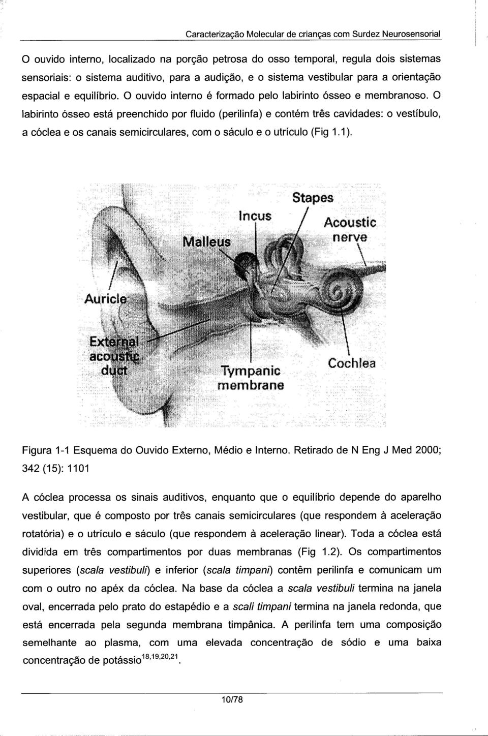 O labirinto ósseo está preenchido por fluido (perilinfa) e contém três cavidades: o vestíbulo, a cóclea e os canais semicirculares, com o sáculo e o utrículo (Fig 1.1).