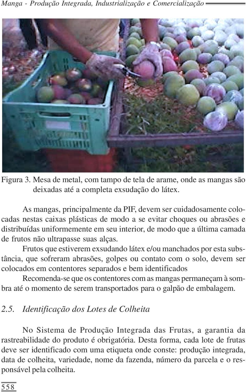 camada de frutos não ultrapasse suas alças.