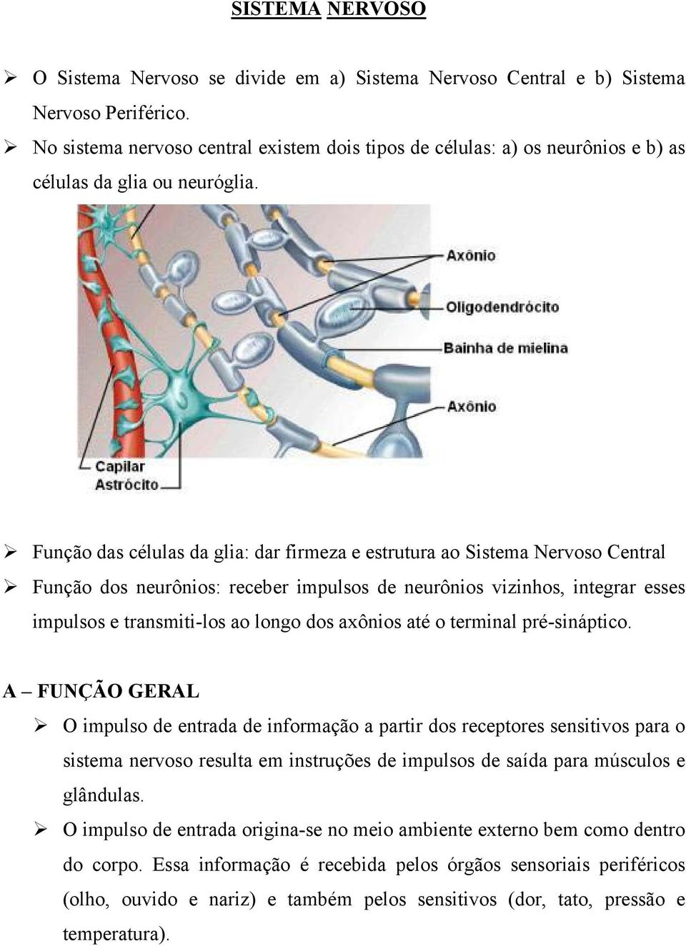 Função das células da glia: dar firmeza e estrutura ao Sistema Nervoso Central Função dos neurônios: receber impulsos de neurônios vizinhos, integrar esses impulsos e transmiti-los ao longo dos