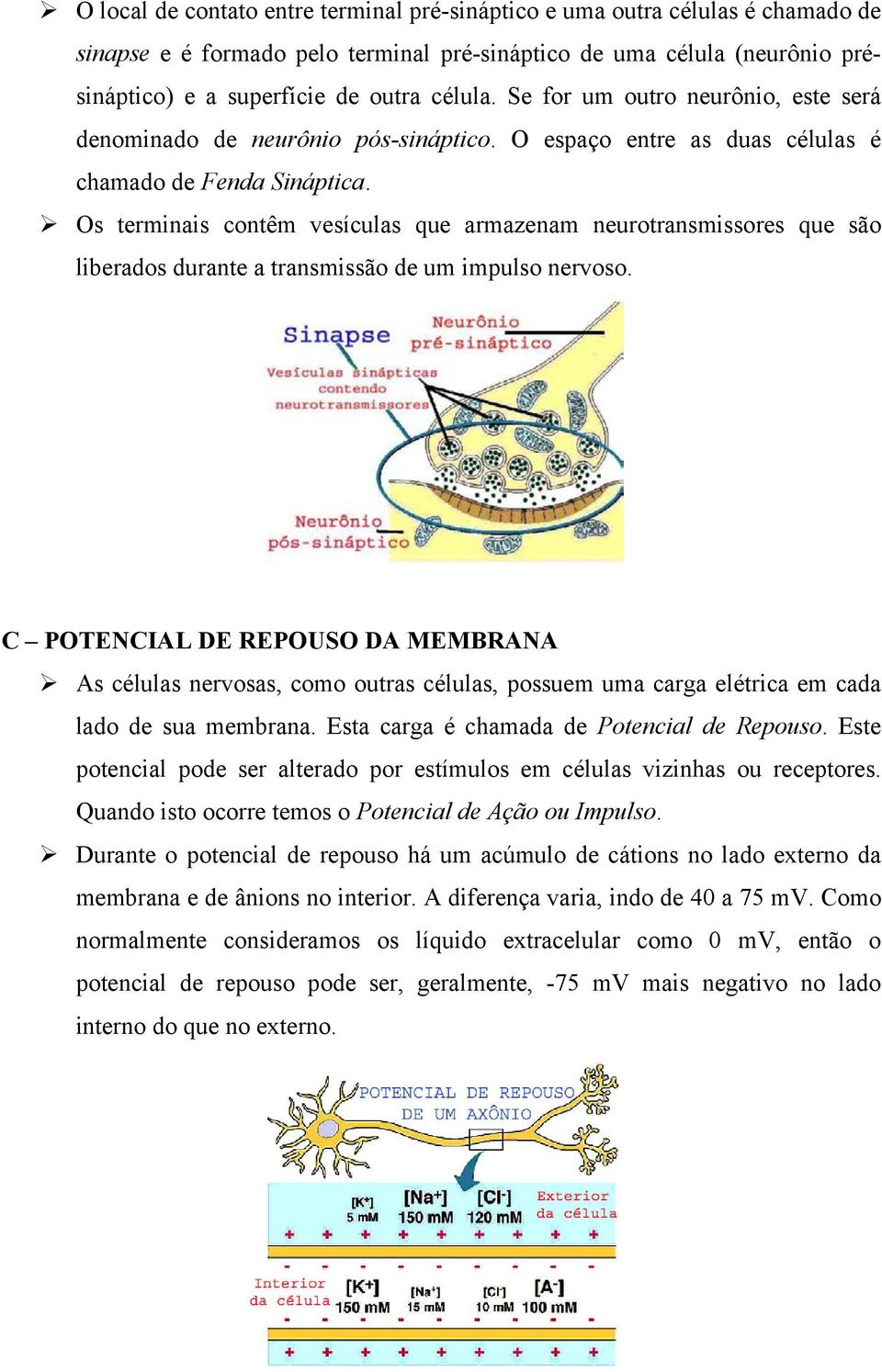 Os terminais contêm vesículas que armazenam neurotransmissores que são liberados durante a transmissão de um impulso nervoso.