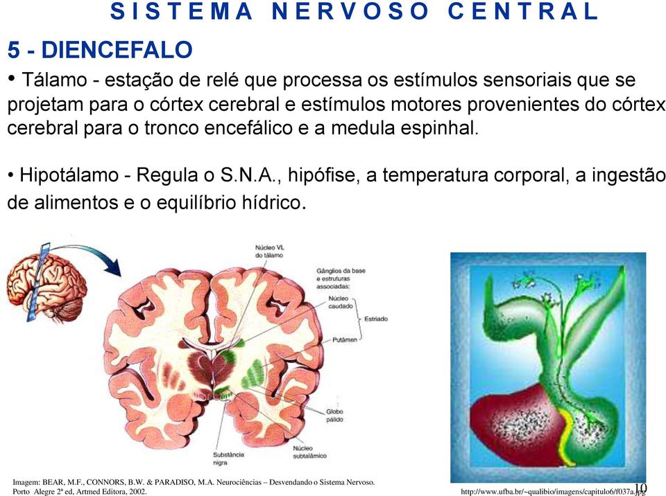 , hipófise, a temperatura corporal, a ingestão de alimentos e o equilíbrio hídrico. Imagem: BEAR, M.F., CONNORS, B.W. & PARADISO, M.A. Neurociências Desvendando o Sistema Nervoso.