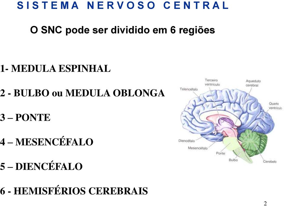 ESPINHAL 2 - BULBO ou MEDULA OBLONGA 3 PONTE 4