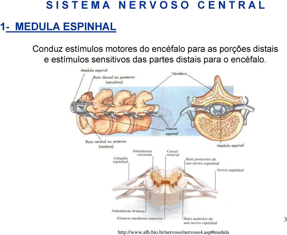 asp#medula 1- MEDULA ESPINHAL Conduz estímulos motores do