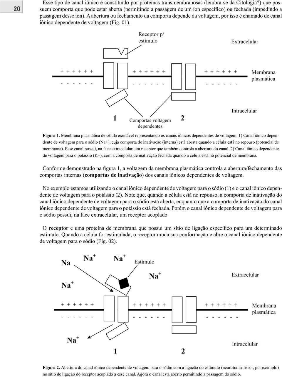 A abertura ou fechamento da comporta depende da voltagem, por isso é chamado de canal iônico dependente de voltagem (Fig. 01). Figura 1.