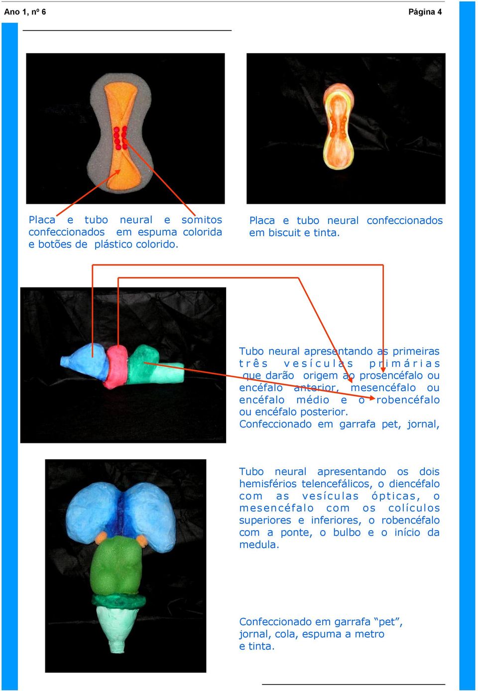 robencéfalo ou encéfalo posterior.