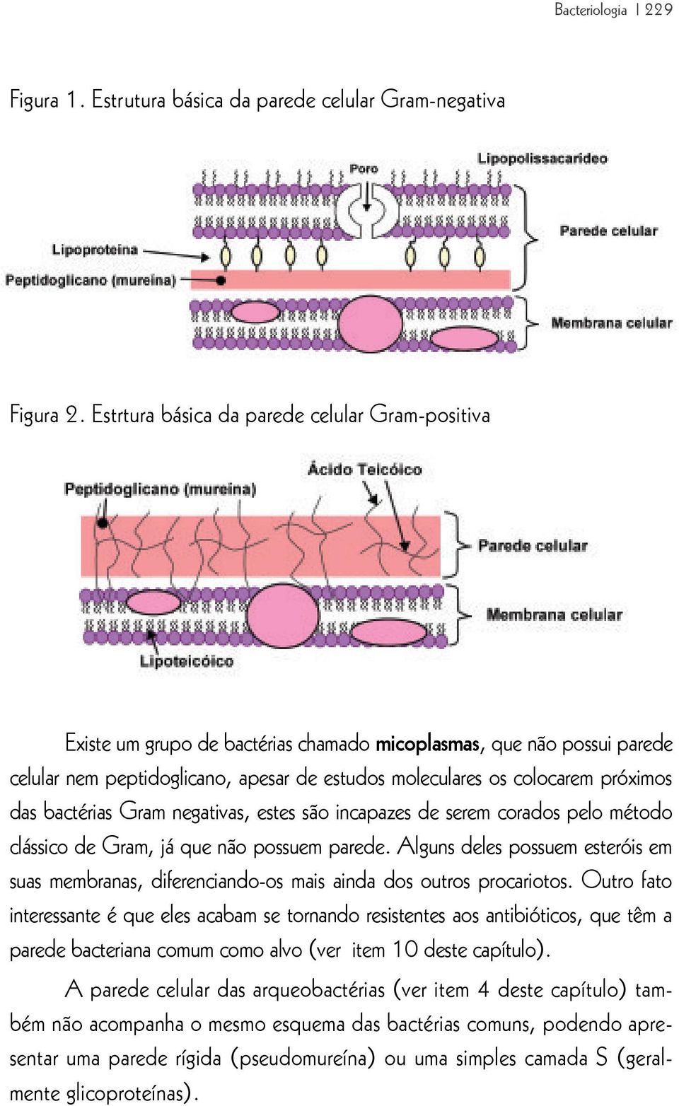 das bactérias Gram negativas, estes são incapazes de serem corados pelo método clássico de Gram, já que não possuem parede.