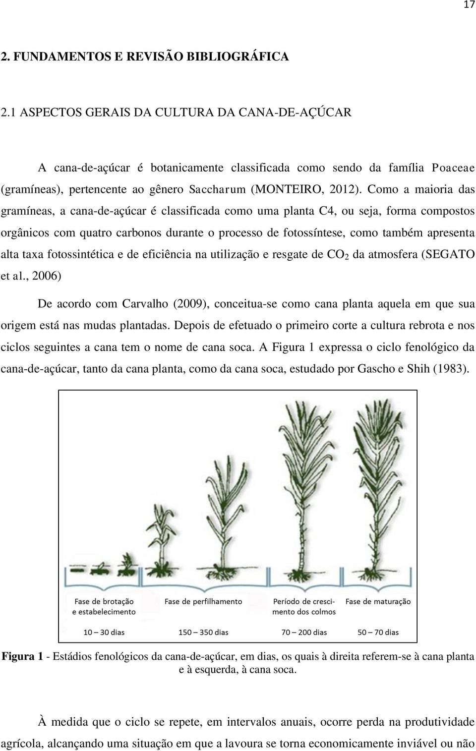 Como a maioria das gramíneas, a cana-de-açúcar é classificada como uma planta C4, ou seja, forma compostos orgânicos com quatro carbonos durante o processo de fotossíntese, como também apresenta alta