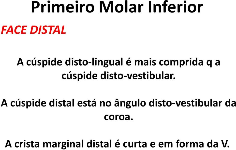 A cúspide distal está no ângulo