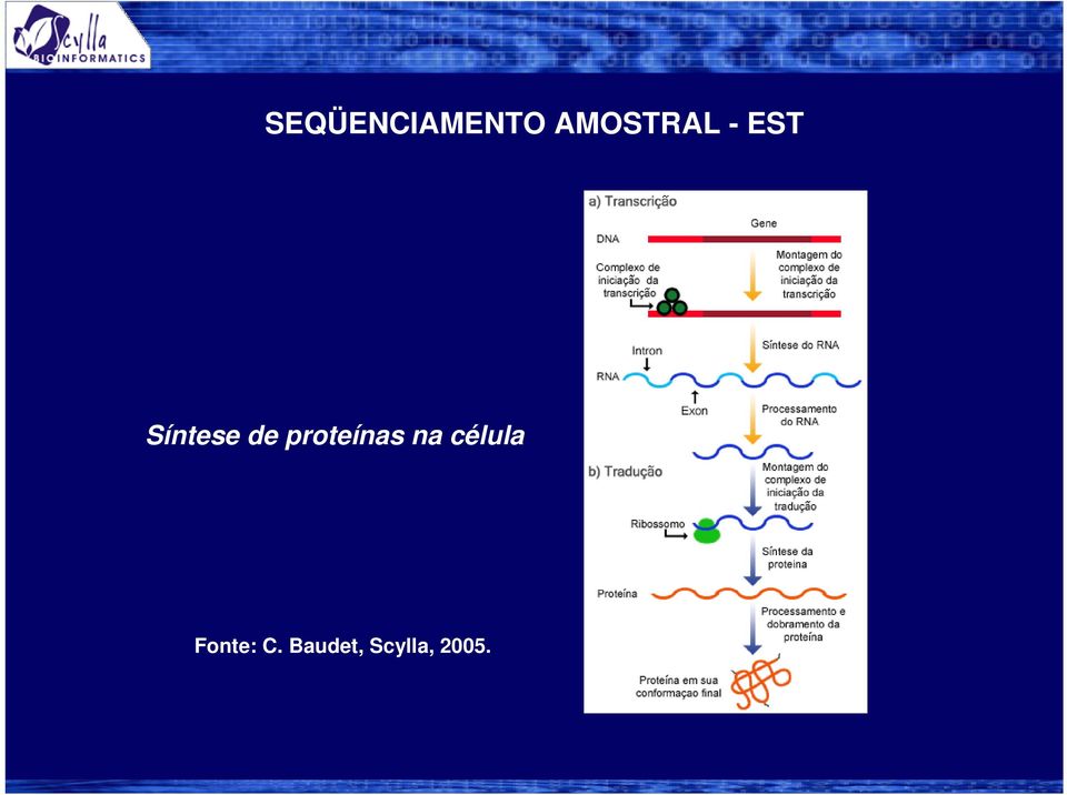 de proteínas na célula