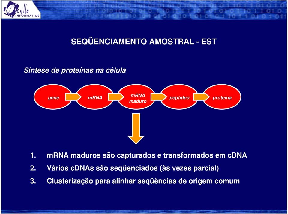 mrna maduros são capturados e transformados em cdna 2.