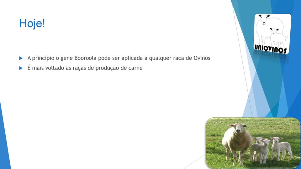 qualquer raça de Ovinos É mais