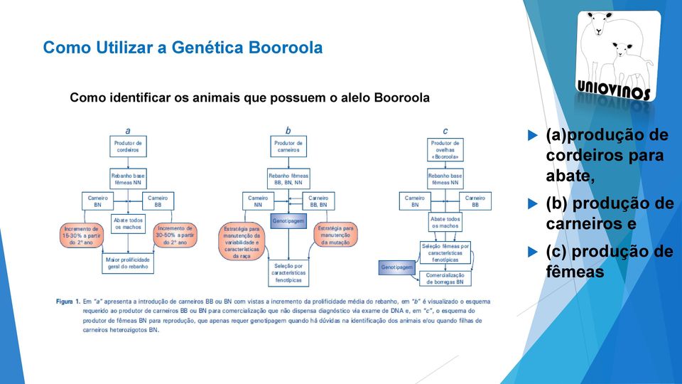 Booroola (a)produção de cordeiros para