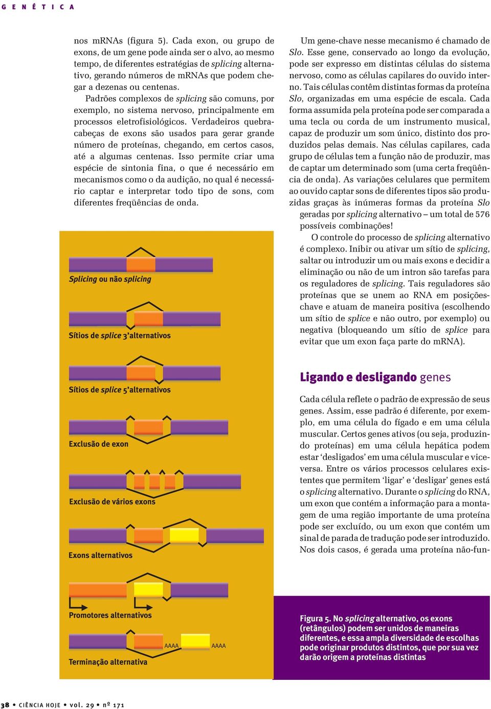 Padrões complexos de splicing são comuns, por exemplo, no sistema nervoso, principalmente em processos eletrofisiológicos.