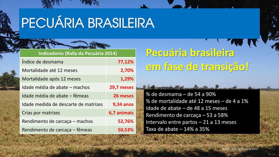 carcaça machos 52,76% Rendimento de carcaça fêmeas 50,53% Pecuária brasileira em fase de transição!