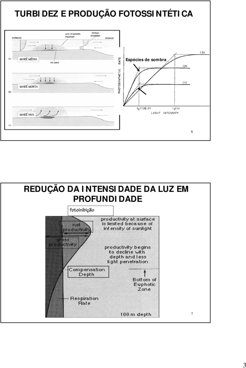 MORTA MARÉ VIVA 6 REDUÇÃO DA