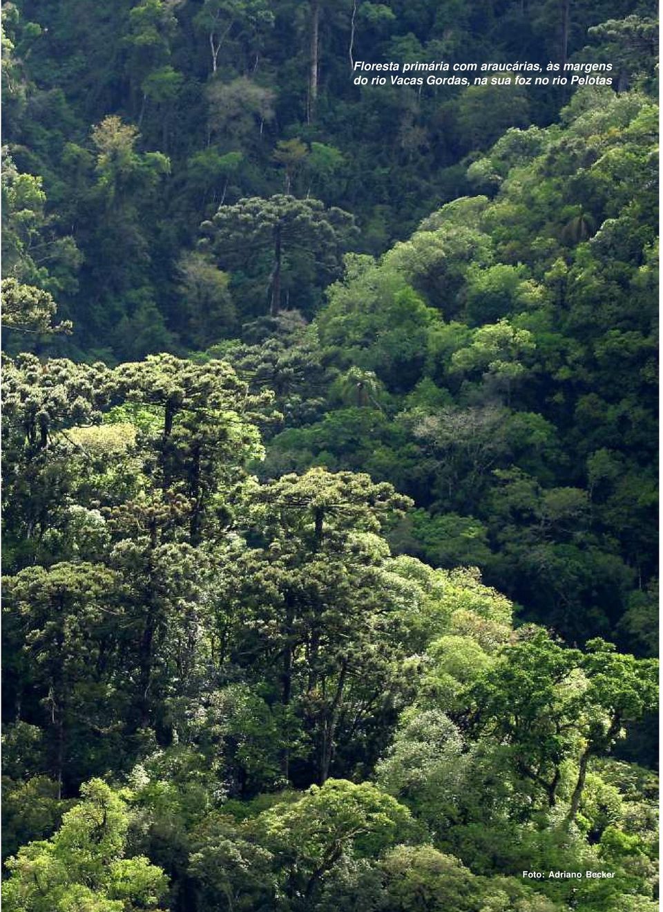 com araucárias, às margens do rio