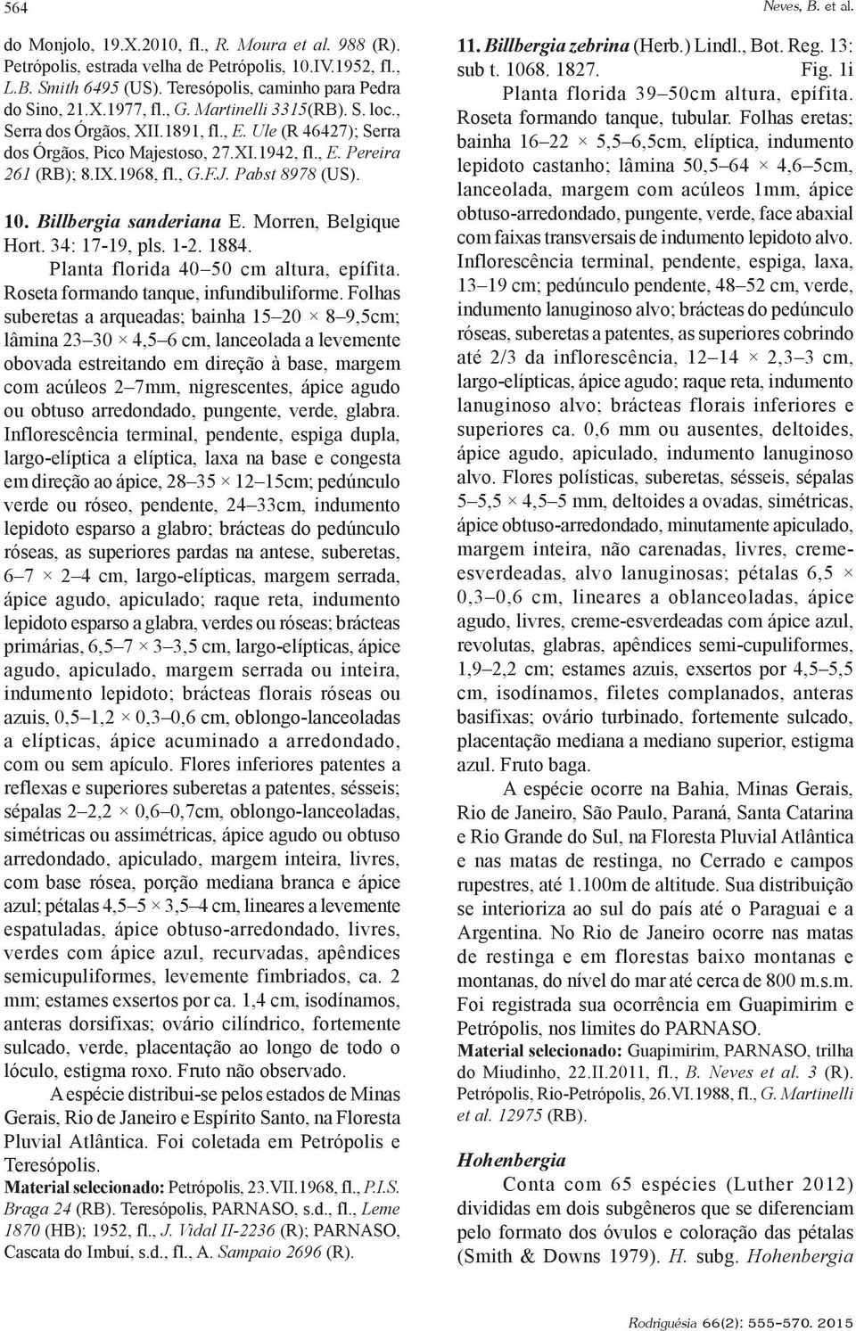 10. Billbergia sanderiana E. Morren, Belgique Hort. 34: 17-19, pls. 1-2. 1884. Planta florida 40 50 cm altura, epífita. Roseta formando tanque, infundibuliforme.