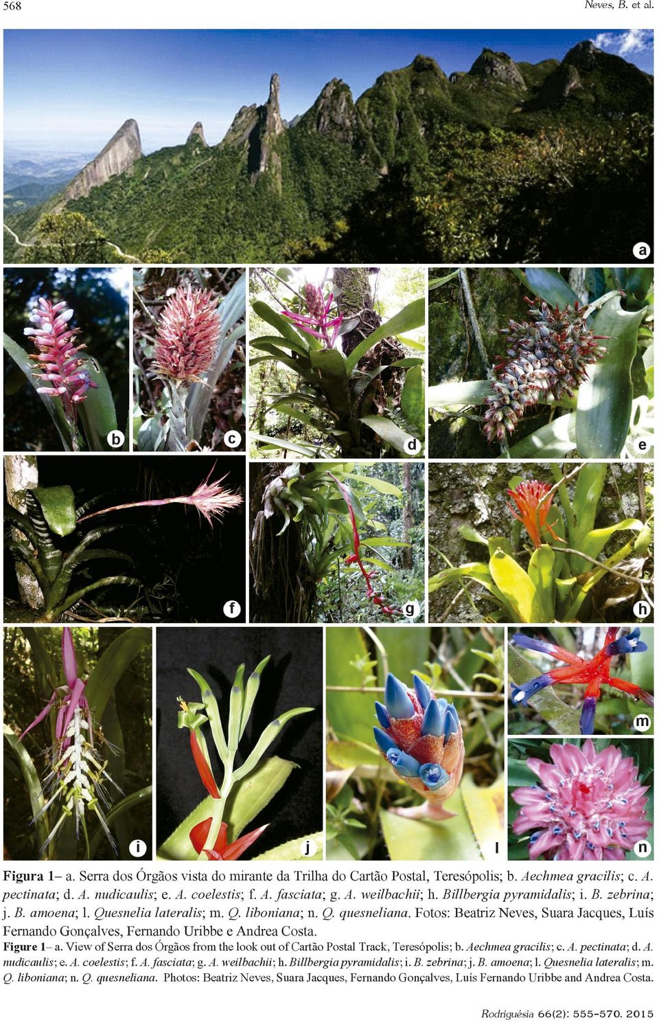 Fotos: Beatriz Neves, Suara Jacques, Luís Fernando Gonçalves, Fernando Uribbe e Andrea Costa. Figure 1 a. View of Serra dos Órgãos from the look out of Cartão Postal Track, Teresópolis; b.