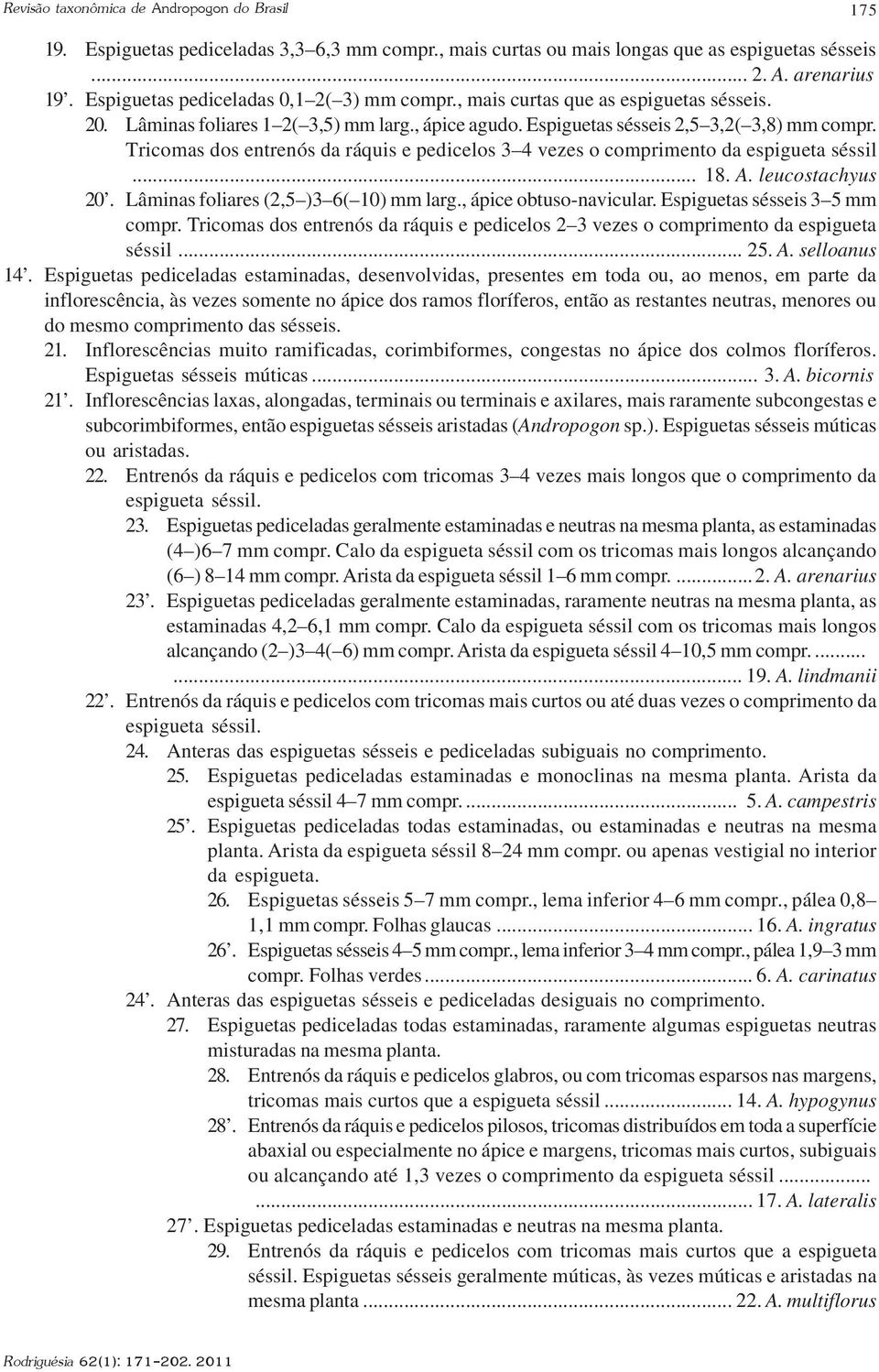 Tricomas dos entrenós da ráquis e pedicelos 3 4 vezes o comprimento da espigueta séssil... 18. A. leucostachyus 20. Lâminas foliares (2,5 )3 6( 10) mm larg., ápice obtuso-navicular.