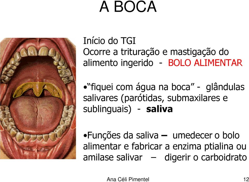 submaxilares e sublinguais) - saliva Funções da saliva umedecer o bolo alimentar