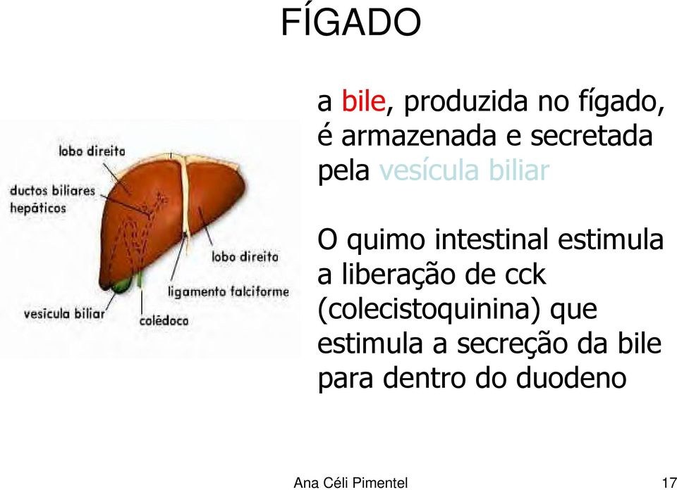 estimula a liberação de cck (colecistoquinina) que