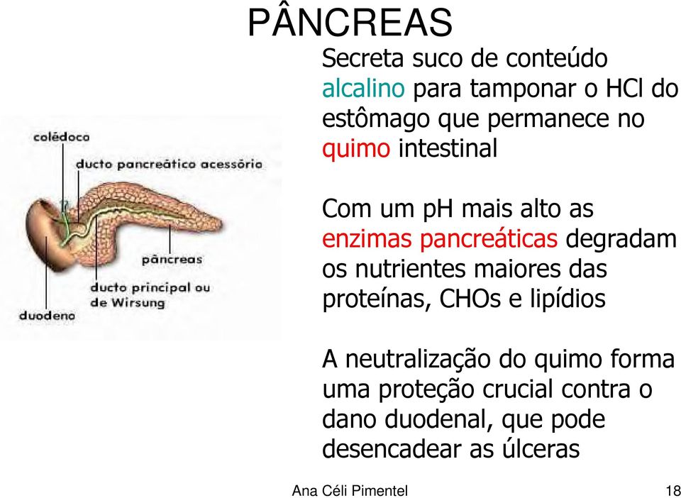 nutrientes maiores das proteínas, CHOs e lipídios A neutralização do quimo forma uma