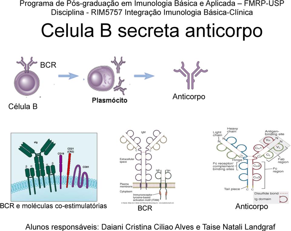 Anticorpo BCR e