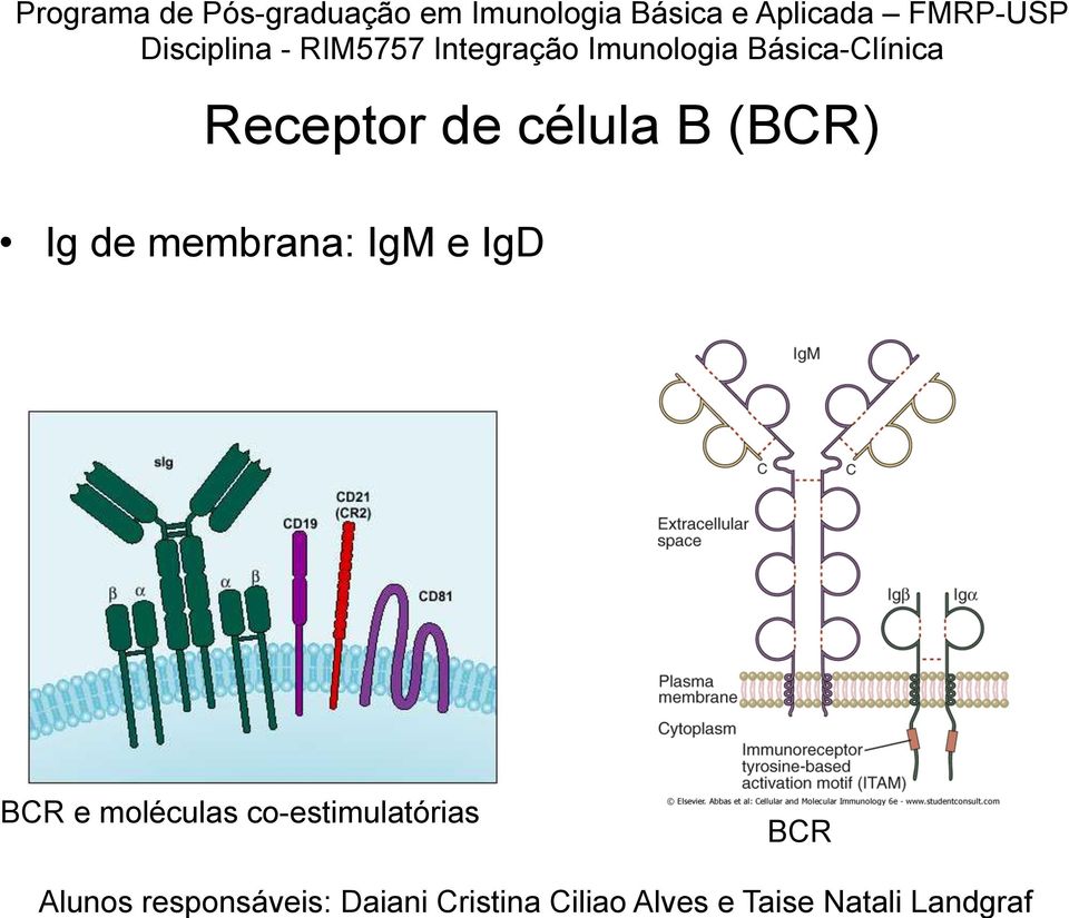 célula B (BCR) Ig de membrana: IgM e
