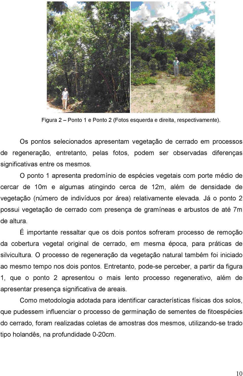 O ponto 1 apresenta predomínio de espécies vegetais com porte médio de cercar de 10m e algumas atingindo cerca de 12m, além de densidade de vegetação (número de indivíduos por área) relativamente