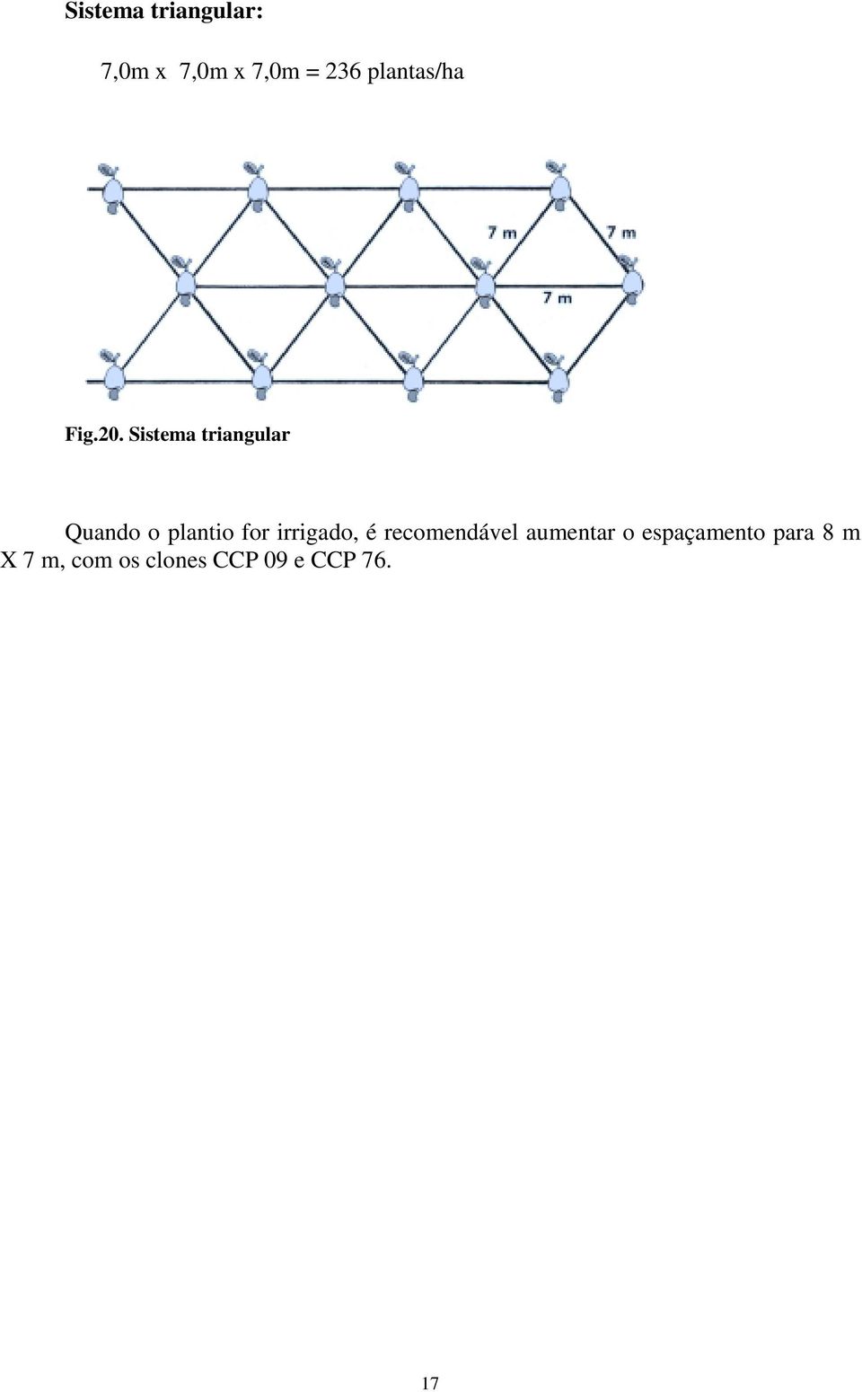 Sistema triangular Quando o plantio for irrigado,