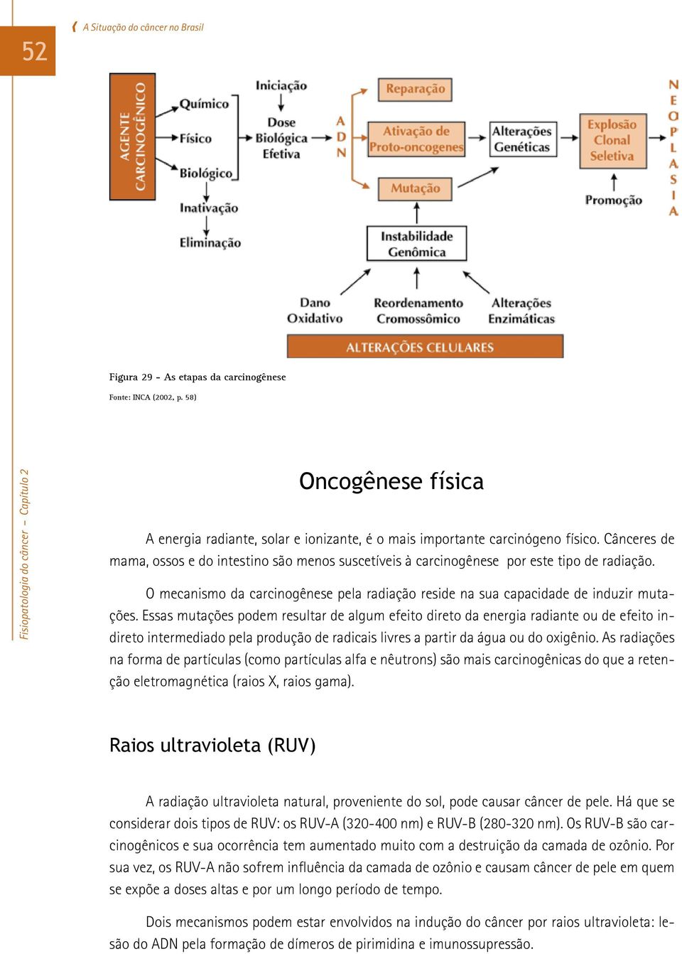 Essas mutações podem resultar de algum efeito direto da energia radiante ou de efeito indireto intermediado pela produção de radicais livres a partir da água ou do oxigênio.