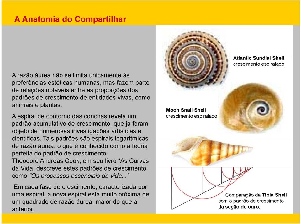 A espiral de contorno das conchas revela um padrão acumulativo de crescimento, que já foram objeto de numerosas investigações artísticas e científicas.